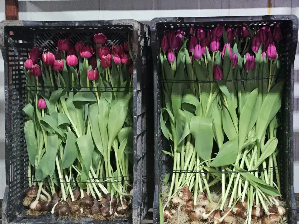 Antalya’nın Gururu Suda Laleler Kadınlar Günü'ne Hazır 3